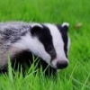 The Honey Badger