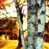BirchTree
