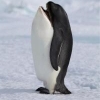 Lopen