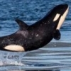 Arkangel_for_Orcas