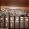 WriterKitty