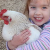 picksupchickens