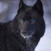 Night Eyes