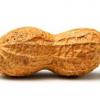 Bob The Peanut