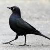 blackbird