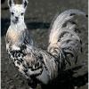 chikinllama